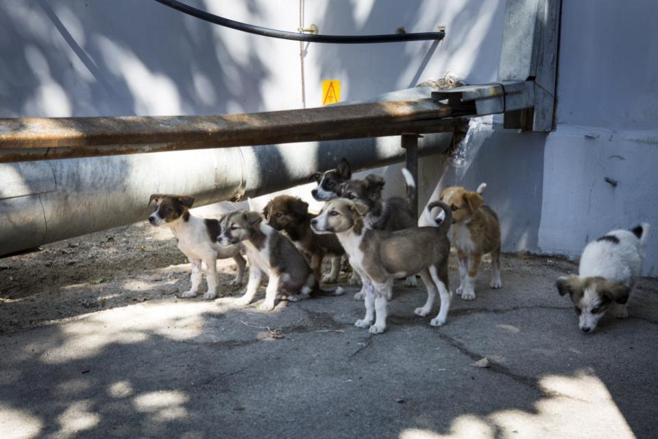 Chernobyl Puppy Crowd