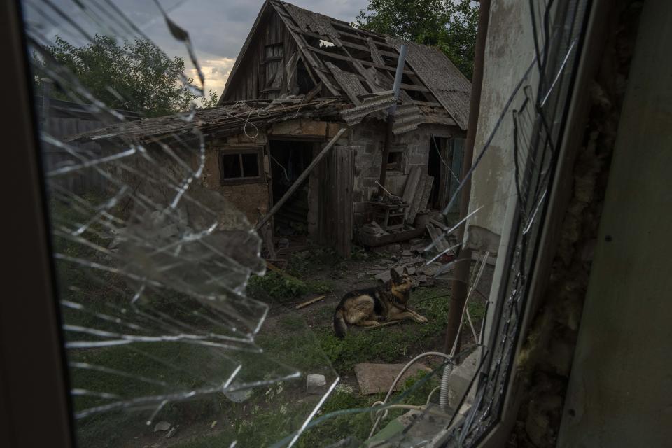 A dog named Rem, injured from a Russian rocket attack, sits in the damaged courtyard of his owners, on the outskirts of Pokrovsk, eastern Ukraine, Saturday, July 16, 2022. (AP Photo/Nariman El-Mofty)