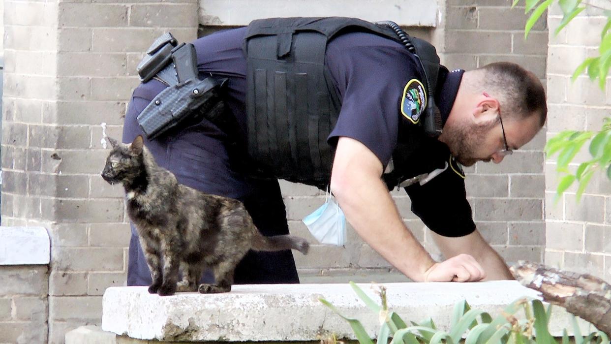 A neighborhood cat stands guard while officers collect evidence at a Shreveport crime scene.