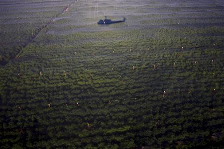 An army helicopter casts a shadow over parts of the biggest marijuana plantation found in Mexico, in San Quintin, about 350 km (220 miles) away from Tijuana in this July 13, 2011 file photo. REUTERS/Jorge Duenes/Files