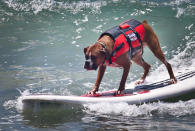 <a href="http://gma.yahoo.com/video/pets-26594274/dogs-brave-waves-in-surfboard-competition-29870457.html" data-ylk="slk:Watch: Dogs Brave Waves in Surfboard Competition;elm:context_link;itc:0;sec:content-canvas;outcm:mb_qualified_link;_E:mb_qualified_link;ct:story;" class="link  yahoo-link">Watch: Dogs Brave Waves in Surfboard Competition</a>