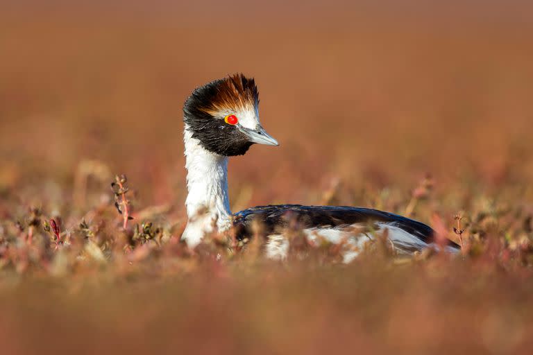 El macá tobiano se caracteriza por sus ojos colorados y su plumaje de tonos cobrizos y negros en la cabeza, que destacan con las plumas blancas sobre el pico.