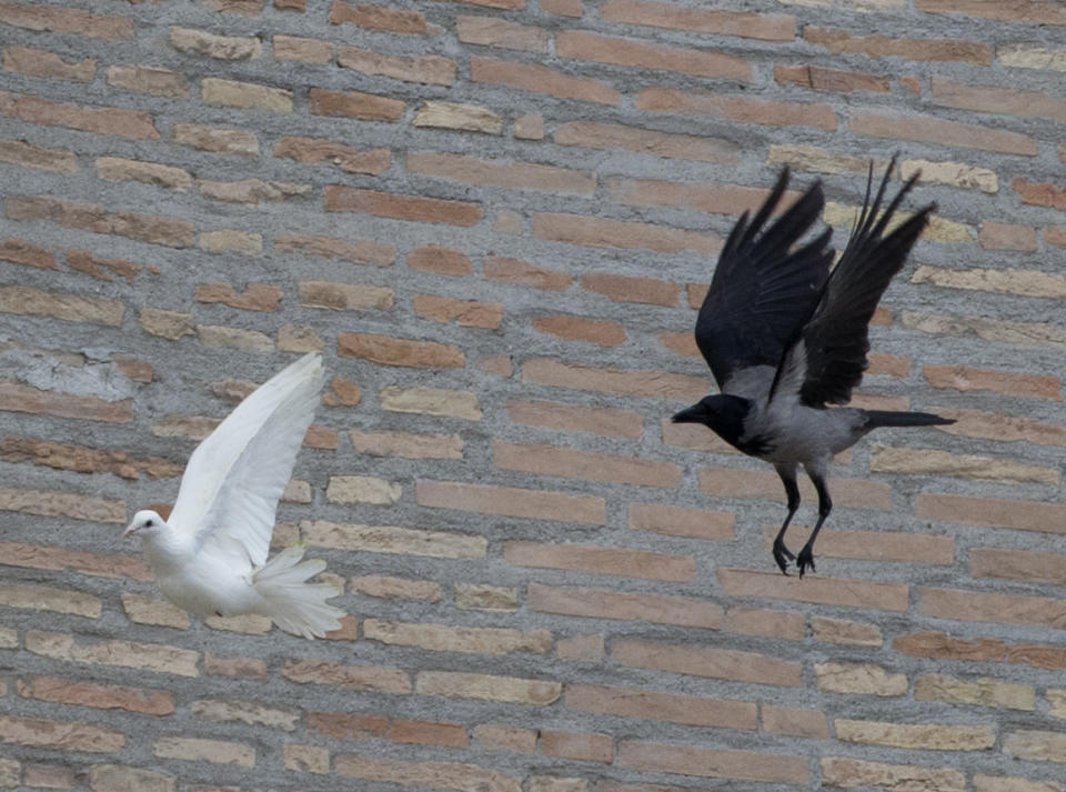 A dove which was freed by children flanked by Pope Francis during the Angelus prayer, is chased by a black crow in St. Peter's Square, at the Vatican, Sunday, Jan. 26, 2014. Symbols of peace have come under attack at the Vatican. Two white doves were sent fluttering into the air as a peace gesture by Italian children flanking Pope Francis Sunday at an open studio window of the Apostolic Palace, as tens of thousands of people watched in St. Peter's Square below. After the pope and the two children left the windows, a seagull and a big black crow quickly swept down, attacking the doves, including one which had briefly perched on a windowsill on a lower floor. One dove lost some feathers as it broke free of the gull, while the crow pecked repeatedly at the other dove. The doves' fate was not immediately known. While speaking at the window, Francis appealed for peace to prevail in Ukraine. (AP Photo/Gregorio Borgia)