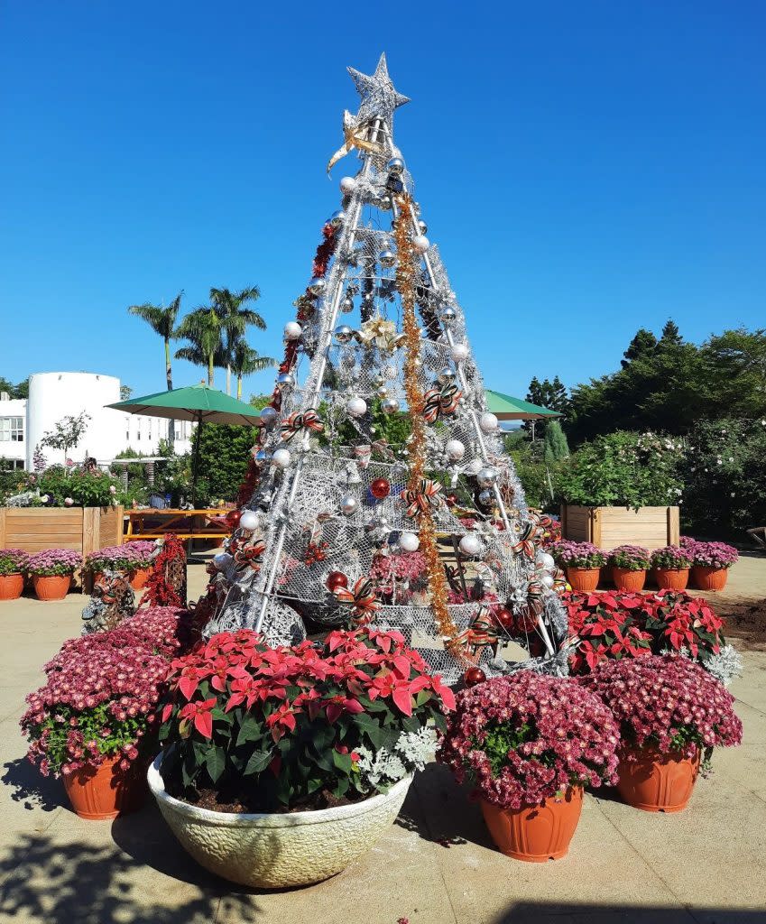 一顆顆大大小小的「菊花球」，配合應景的耶誕樹，（北市公園處提供）