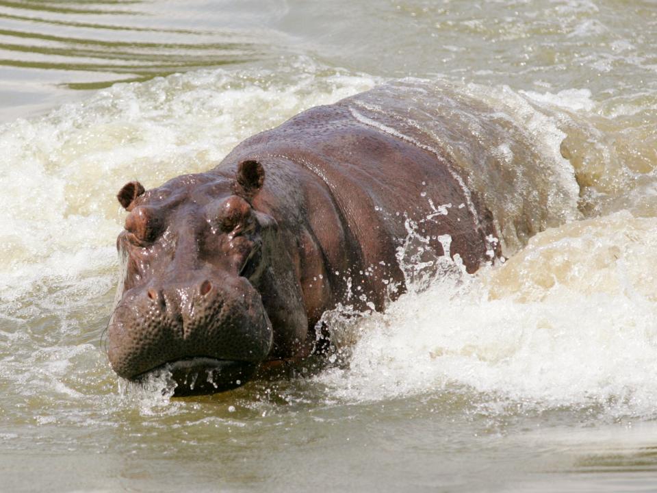 Pablo Escobar hippos Colombia Medellin