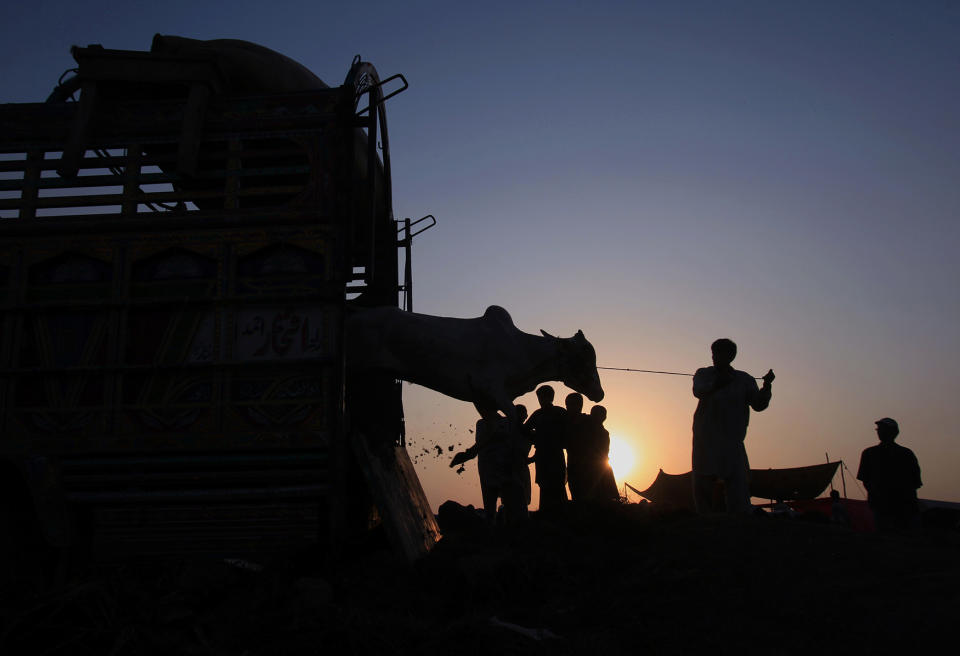 A vendor unloads animals