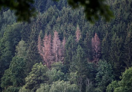 Trees turned red because of drought are seen in the Vosges montains near Fraize