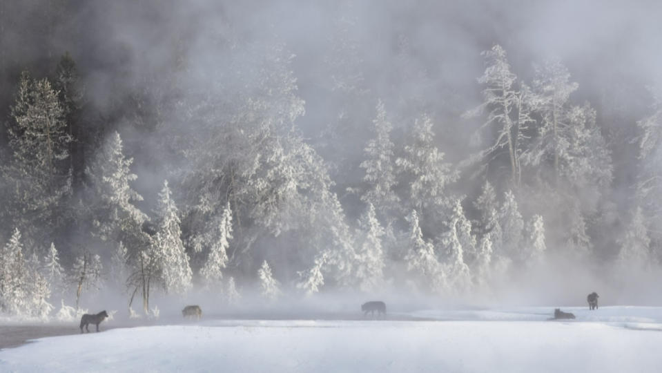 自然風景攝影獎「環境野生動物」獎項首獎作品。©David Kingham／Natural Landscape Photography Awards