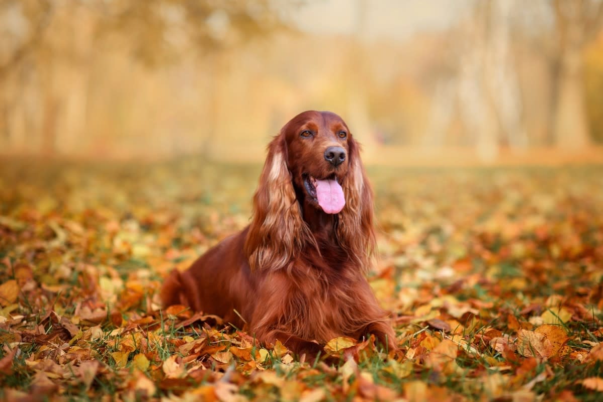 An Irish Setter sitting in autumn leaves<p>Nikaletto via Shutterstock</p>