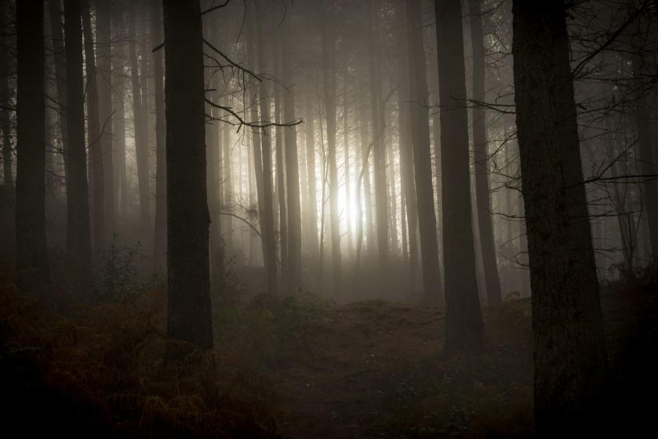 spooky urban legend   dawn in a dark winter forest