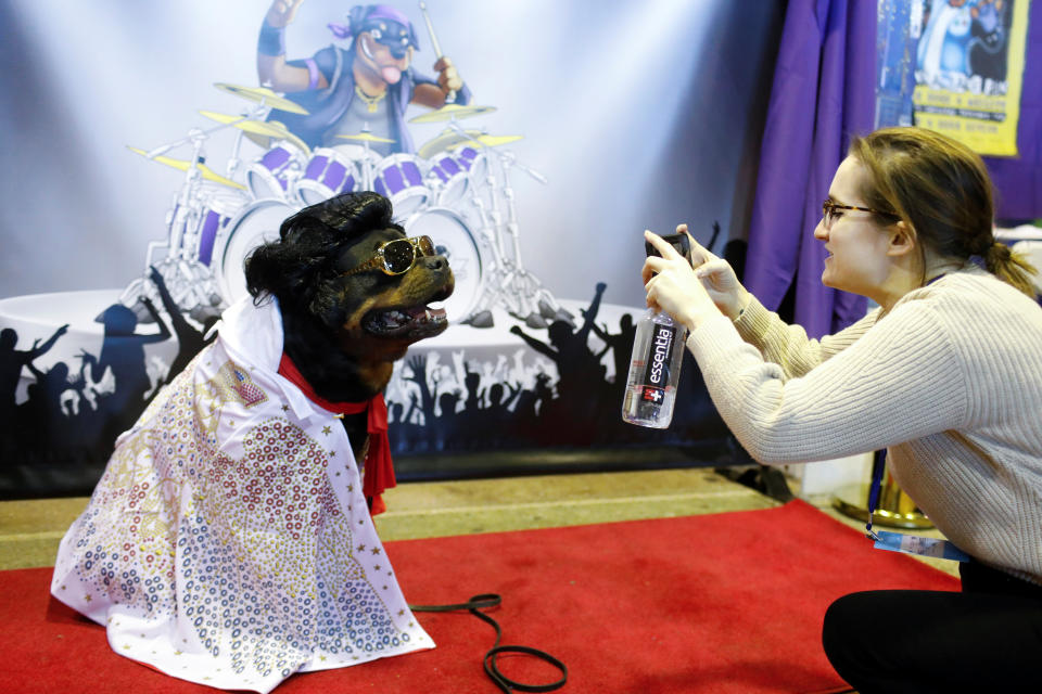 Talos, a rottweiler, is photographed at the Rottapalooza booth during the AKC Meet the Breeds event ahead of the 143rd Westminster Kennel Club Dog Show in New York, Feb. 9, 2019. (Photo: Andrew Kelly/Reuters)