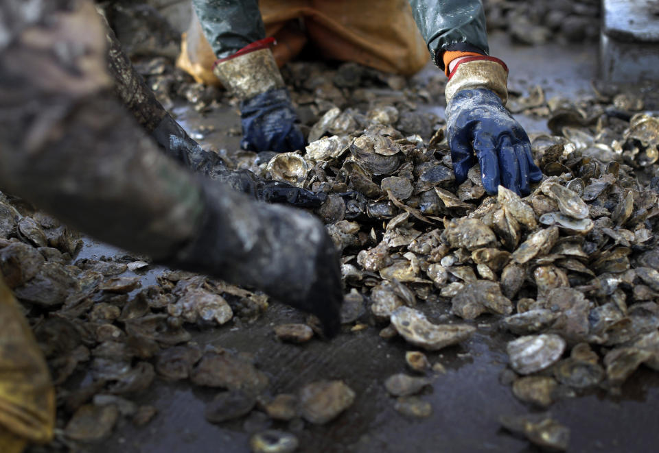 In this Dec. 20, 2013 picture, Danny Benton, right, and Ted Williams Daniels sort through oysters on the deck of the skipjack Hilda M. Willing in Tangier Sound near Deal Island, Md. (AP Photo/Patrick Semansky)