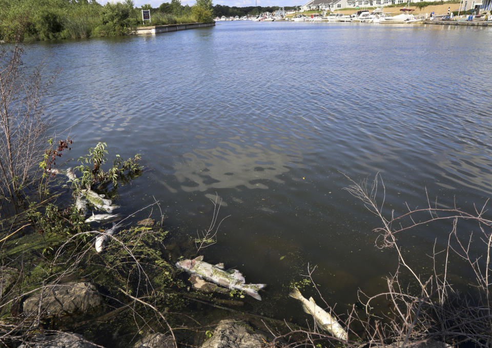 In this Thursday, Aug. 15, 2019, photo several dead fish float along the bank of Burns Ditch near the Portage Marina in Portage, Ind. Some beaches along northwestern Indiana's Lake Michigan shoreline are closed after authorities say a chemical spill in a tributary caused a fish kill. (John Luke/The Times via AP)