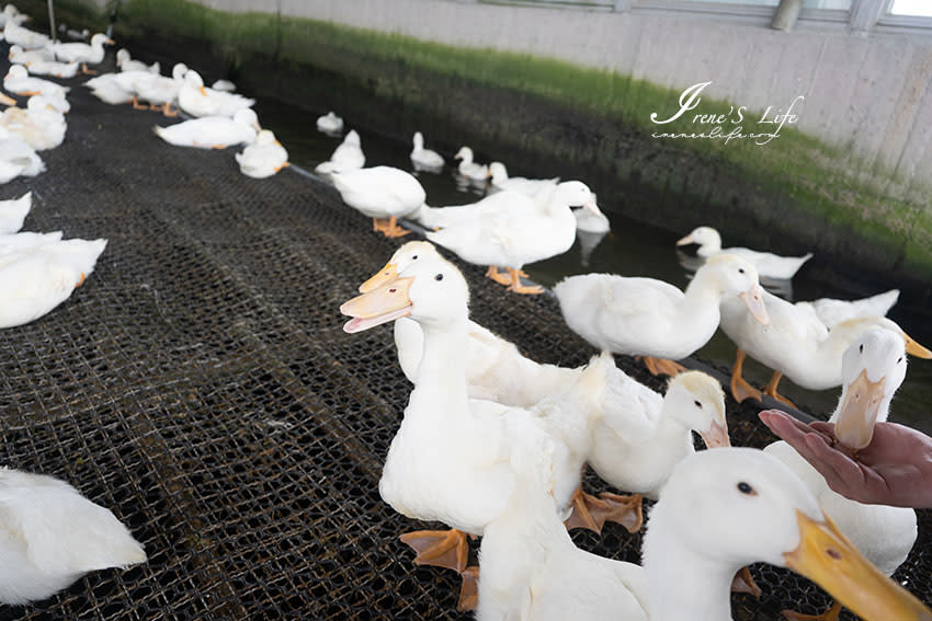 宜蘭礁溪｜甲鳥園休閒農場