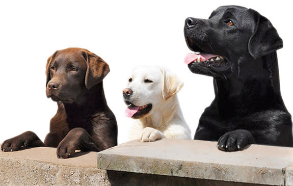 A new health database aims to track the health of Labrador retriever puppies as they grow.