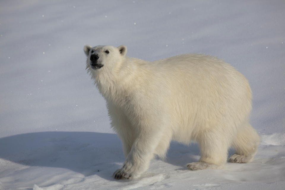 在西格陵蘭和加拿大邊境的北極熊，牠們因為全球暖化而失去大片海冰棲地，面臨滅絕的危機。