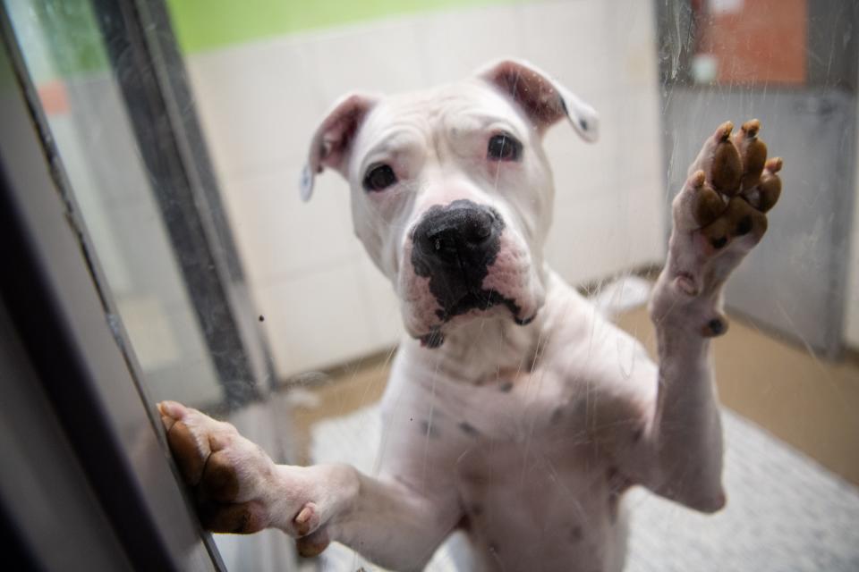 An adoptable dog checks out the camera at Young-Williams Animal Center on Division Street. The nonprofit is considering taking over animal control services for the city and county.
