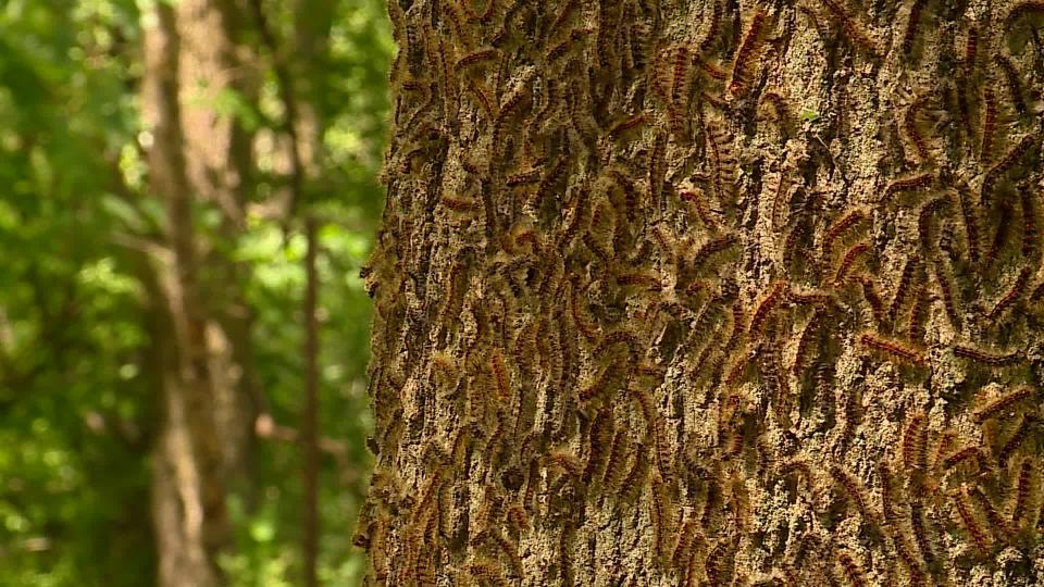 Spongy moth caterpillars at the Morse family property in Martin. (May 22, 2024)