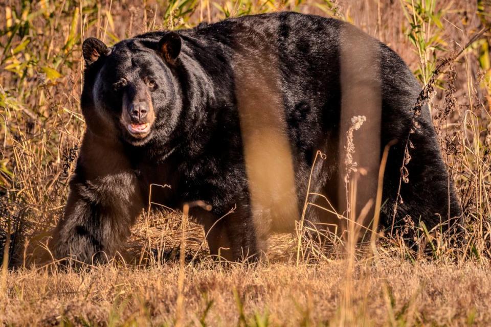 A large black bear roams the edge of a corn field inside the Alligator River National Wildlife Refuge on Thursday, Dec. 14, 2023. The refuge, located in eastern N.C., is home to some of the largest black bears in the world.