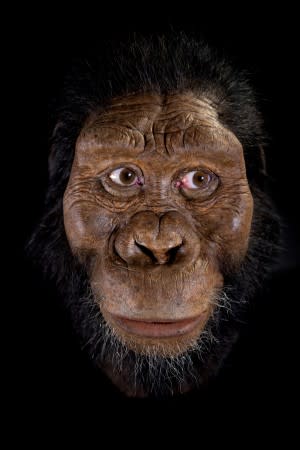 Handout photo of a facial reconstruction by John Gurche of the species Australopithecus anamensis, based on a nearly complete cranium fossil discovered in 2016 in Ethiopia