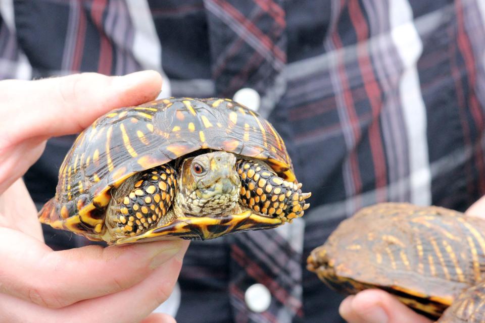 Ornate Box Turtles are currently in a several-month mating season in Kansas.