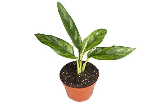 20) Agloenema Chinese Evergreen