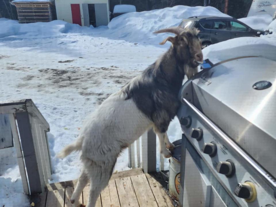 Tanya Mould says the goat has been living in the family's shop but has made several attempts at coming in the house. (Tanya Mould - image credit)