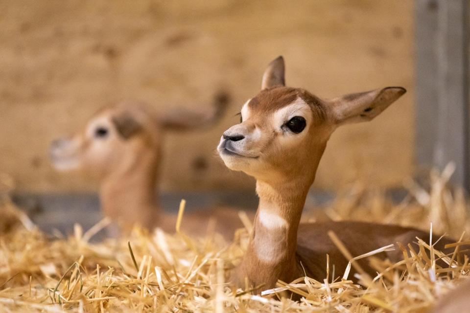 The dama gazelle is critically endangered, with few than 300 left in their native land.