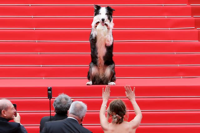 <p>Victor Boyko/Getty</p> Messi the Dog