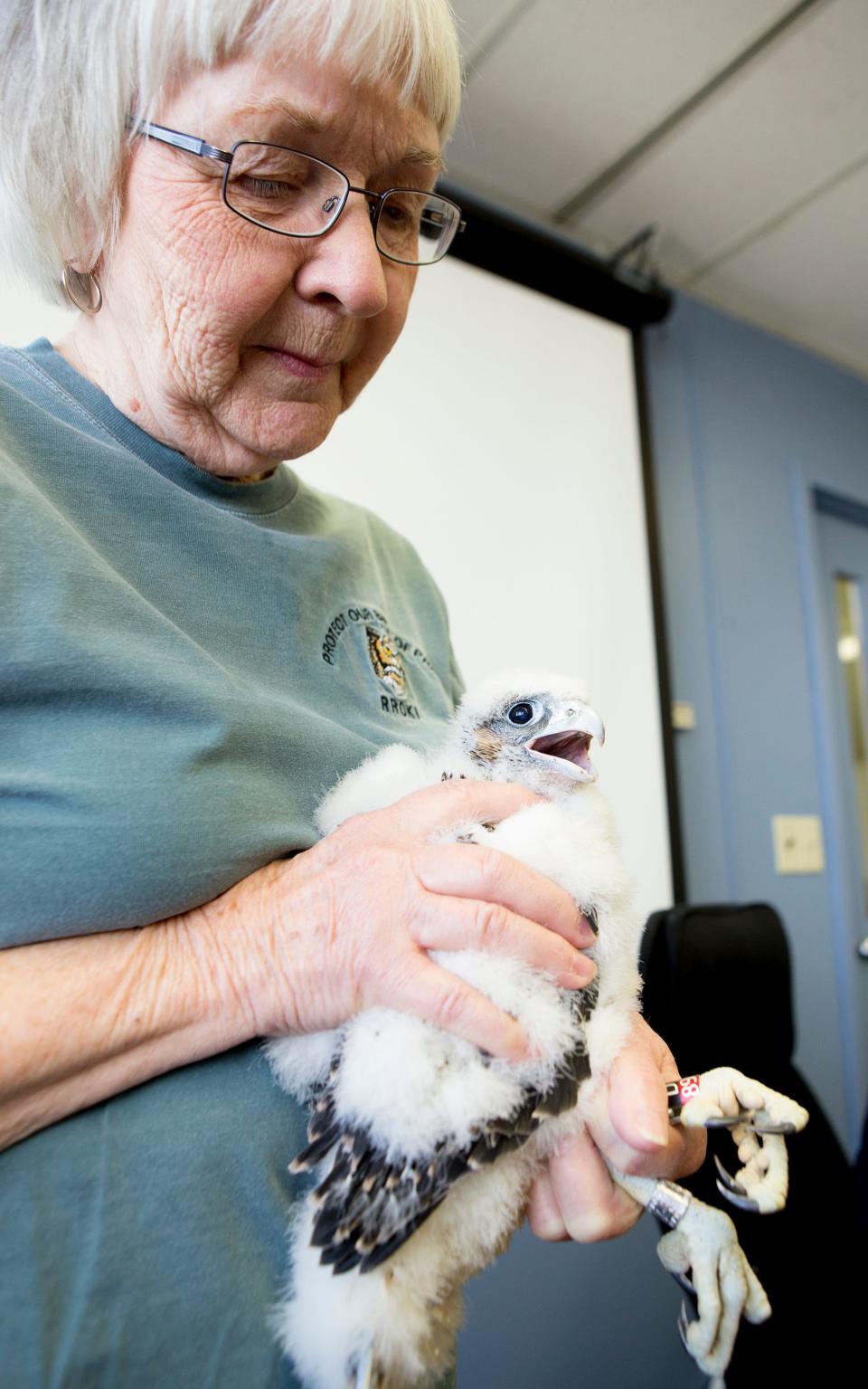 Local raptor rehabilitator Carol Riewe holds a very vocal female peregrine falcon chick after its banding Tuesday, June 2, 2014, at the County-City Building in downtown South Bend.