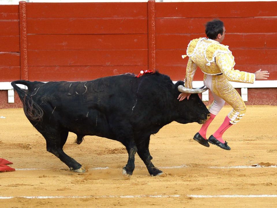 Spanish matador Enrique Ponce is attacked by the bull after stabbing the sword to kill it during a bullfight at El Puerto de Santa Maria's bullring, on 6 August 2020: AFP/Getty