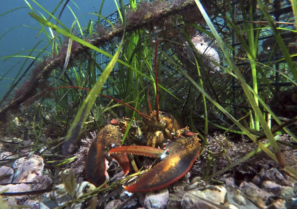 In this Wednesday, Sept. 5, 2018 photo, a lobster guards the entrance to a lobster trap on the floor of the Atlantic Ocean off Biddeford, Maine. China imposed a heavy tariff on lobster exports from the U.S. in early July amid trade hostilities between the two superpowers. Exporters in the U.S. say their business in China has dried up since then. (AP Photo/Robert F. Bukaty)