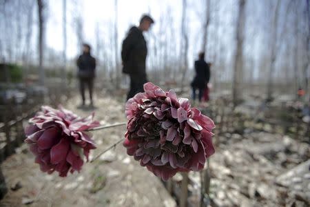 Pet owners walk among graves at Baifu pet cemetery ahead of the Qingming Festival on the outskirts of Beijing, China March 26, 2016. REUTERS/Jason Lee