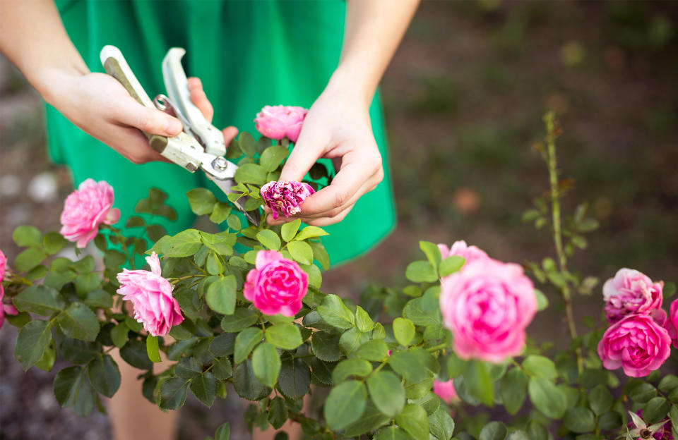 Offrir une seconde vie aux fleurs