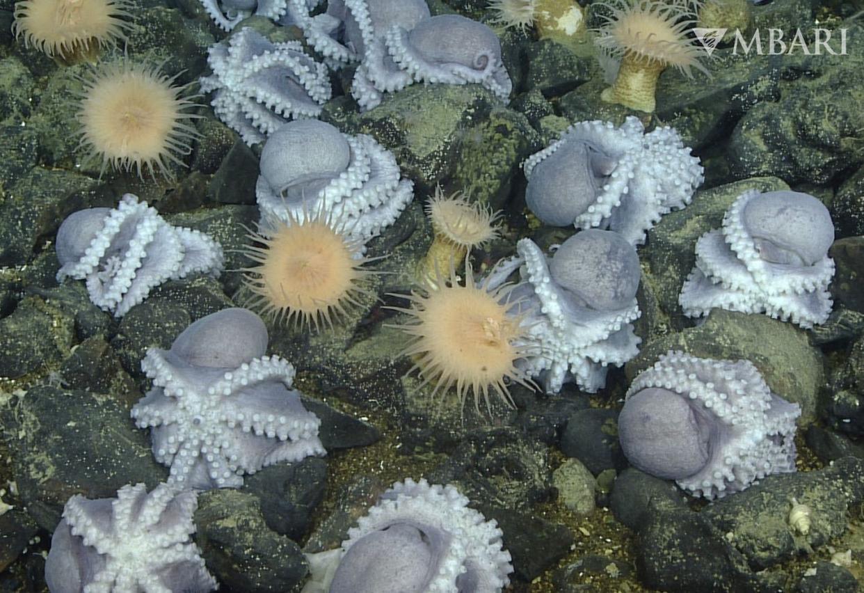 Female pearl octopus nest at the Octopus Garden off California. <a href="https://www.mbari.org/about/for-media/" rel="nofollow noopener" target="_blank" data-ylk="slk:Credit: © 2019 MBARI;elm:context_link;itc:0;sec:content-canvas" class="link ">Credit: © 2019 MBARI</a>