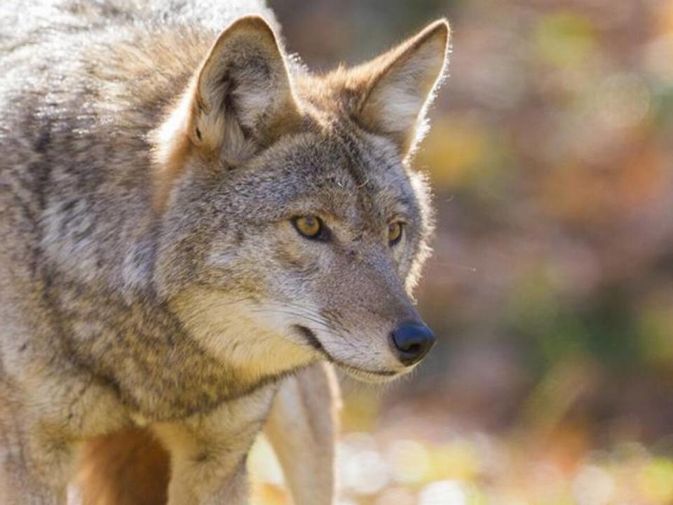 Wildlife experts say it is unusual for coyotes to attack humans unprovoked. (Shutterstock - image credit)