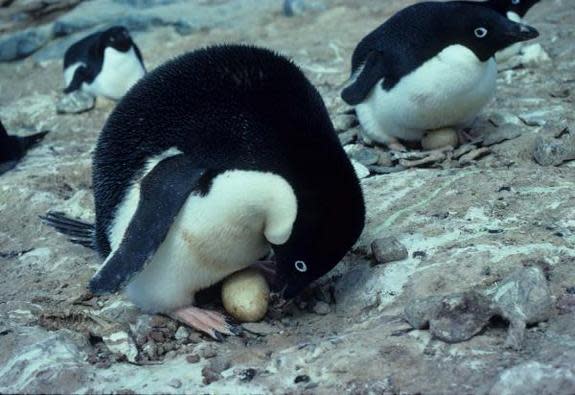 Don't ask these guys to tap dance. Adelie penguins in Antarctica.