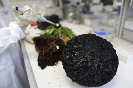 A piece of rubber made from dandelion plants is seen at the Fraunhofer Institute for Molecular Biology and Applied Ecology (IME) in Muenster August 14, 2014. Research teams are competing across the world to breed a type of dandelion native to Kazakhstan whose taproot yields a milky fluid with tyre-grade rubber particles in it. REUTERS/Ina Fassbender