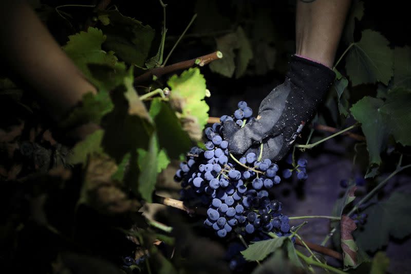 Hot weather forces night grape harvest in Spain