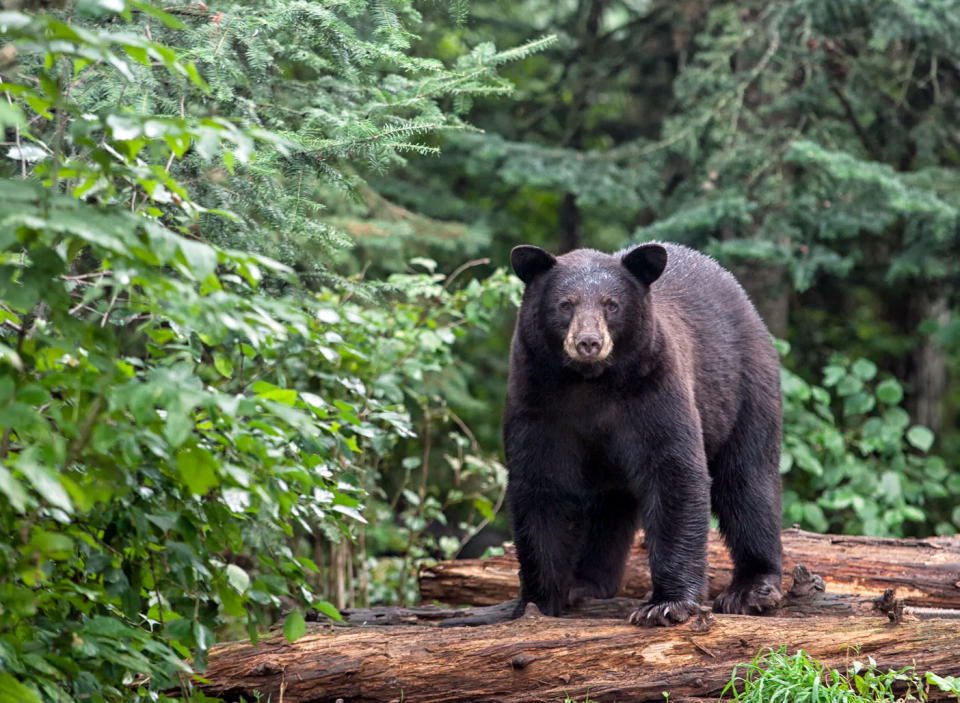 Pictured is an adult black bear seen in a wooded area in the US.