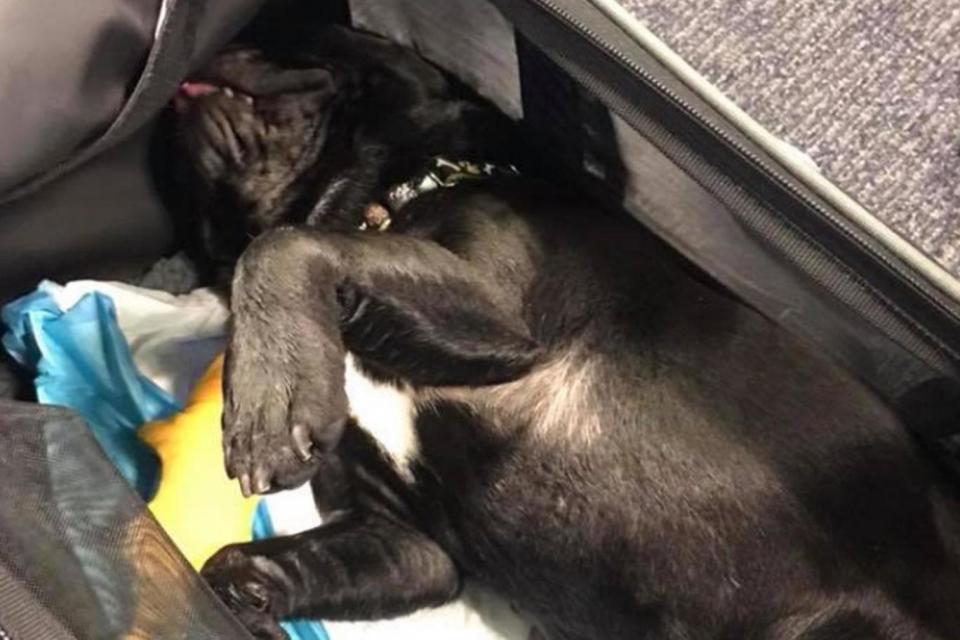 A fellow passenger shared this image of the dead dog after it was forced into an overhead bin by United Airlines cabin crew