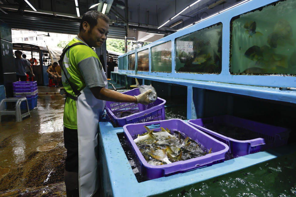 A worker sorts out fish at a wholesale market that used to sell Japanese seafood affected by the city's import ban, in Hong Kong, on Thursday, Aug. 24, 2023. The Hong Kong authorities have imposed a ban on imports of Japanese seafood as a gesture to oppose Japan's decision to discharge the treated radioactive water from the wrecked Fukushima nuclear power plant. (AP Photo/Daniel Ceng)