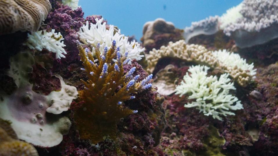 台灣今年夏季溫度屢飆破歷史紀錄，使得台灣周遭海域的珊瑚也正經歷嚴重的珊瑚白化危機，環保團體綠色和平在8月17日至19日也在墾丁的三個潛水地點紀錄到大規模珊瑚白化的影像，綠色和平說，這是1998年以來，台灣周圍海域珊瑚受白化威脅最嚴重的一年。（綠色和平提供） 