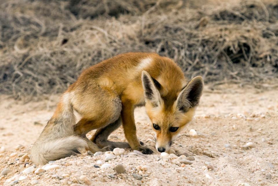 An Arabian red fox emerges from its burrow (Getty)