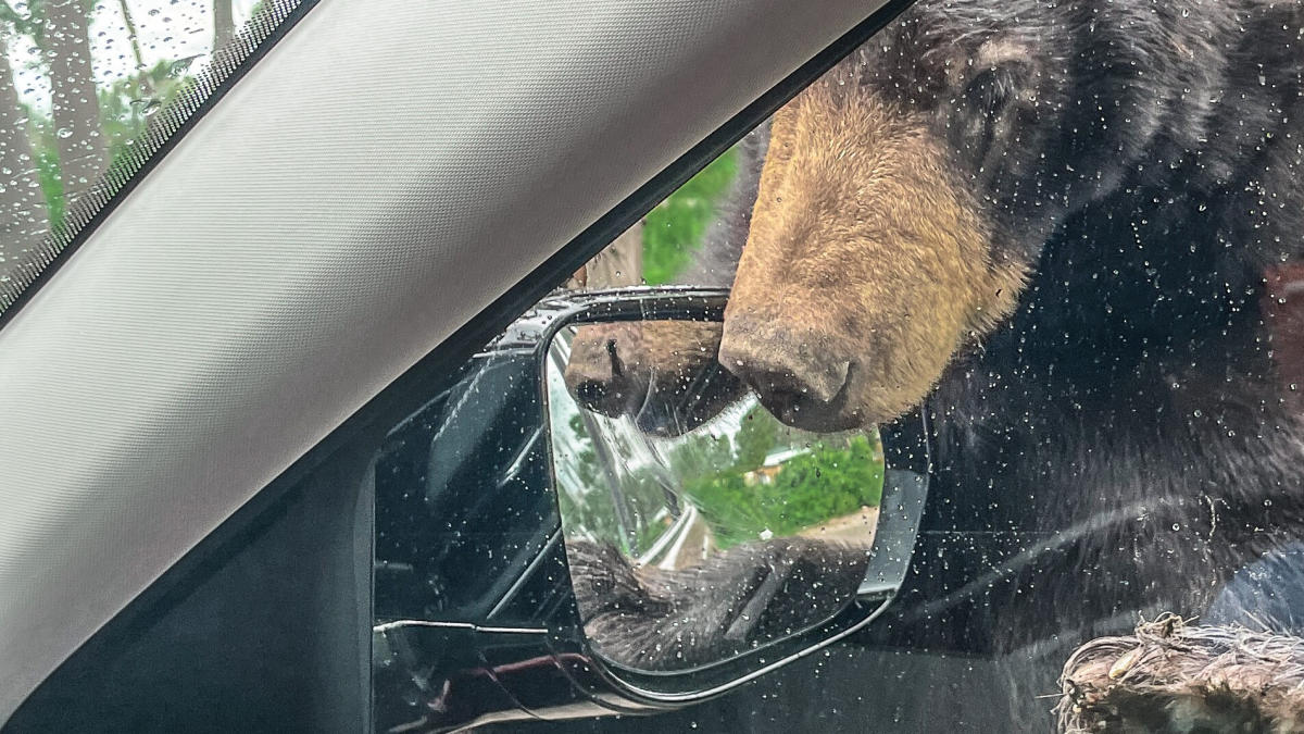 Hiker laughs while bear paws at her unlocked car door