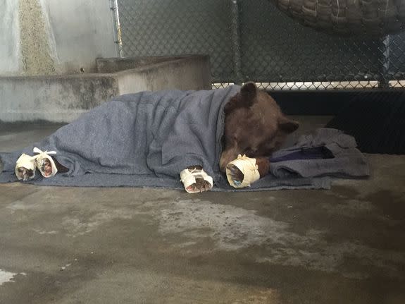 Veterinarians wrapped the animals' paws in corn husks and rice paper to prevent them from eating the fish skin grafts.