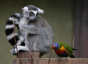 A Ring-tailed Lemur (Lemur catta) and parrot are seen in their enclosure at the Hagenbeck Zoo in Hamburg