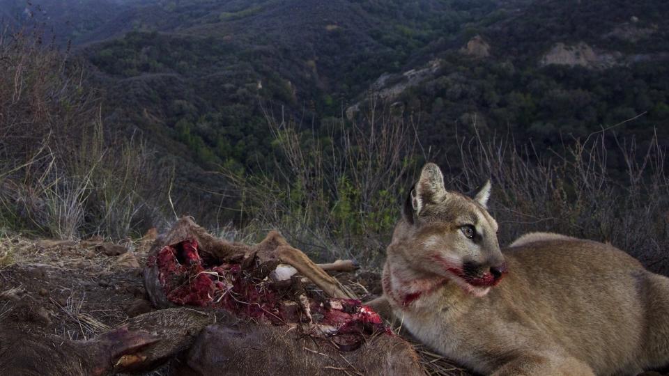 A mountain lion eats a kill at Santa Monica Mountains National Recreation Area near Malibu Creek State Park on March 24, 2014. Los Angeles and Mumbai, India are the world’s only megacities of 10 million-plus where large felines breed, hunt and maintain territory within urban boundaries. Long-term studies in both cities have examined how the big cats prowl through their urban jungles, and how people can best live alongside them. (National Park Service via AP)