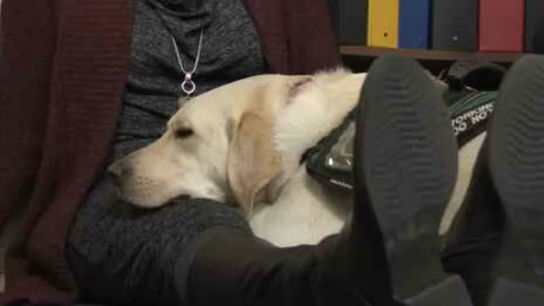 Dandy the trauma dog makes victims of tragedy feel better, 1 cuddle at a time