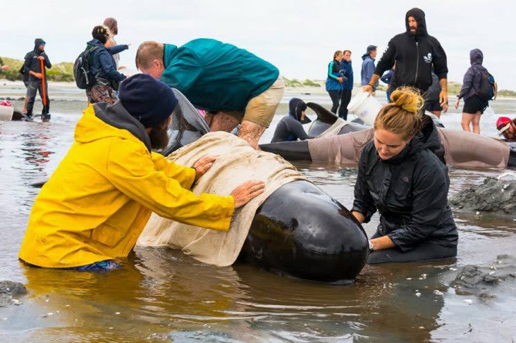 Rescue efforts are underway after hundreds of whales were found stranded on a remote beach in New Zealand’s South Island.